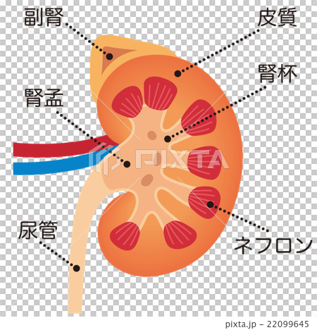 Kidney adrenal gland mechanism 22099645