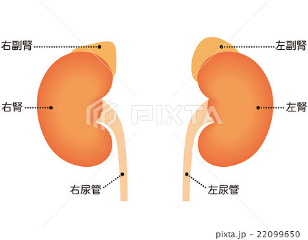 腎臓 副腎 仕組みのイラスト素材