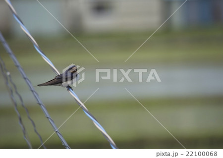 ツバメ 22100068