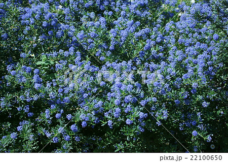 カリフォルニアライラック 花言葉は 初恋の思い出 の写真素材