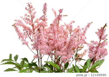 薄桃色の花、アスチルベ 薄桃色の花、アスチルベ 22100690