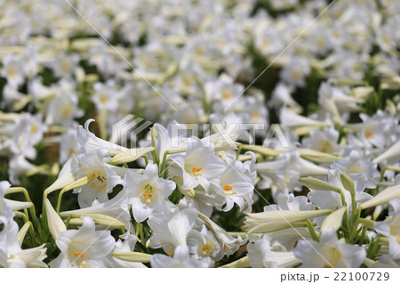 鉄砲ゆり 鉄砲ゆり 22100729