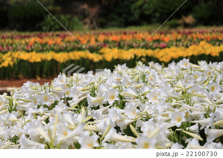 ユリ/公園 ユリ/公園 22100730