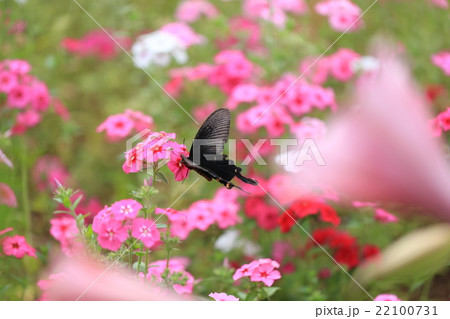 花にとまる蝶 22100731