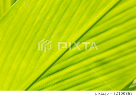 Leaf texture abstract background 22100865