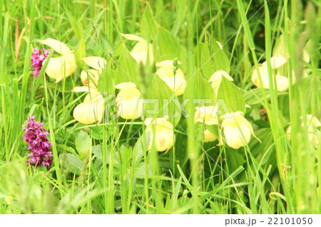 アツモリソウ 22101050