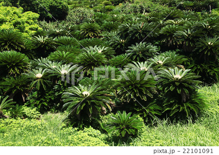 奄美大島　アヤマル岬のソテツ 22101091