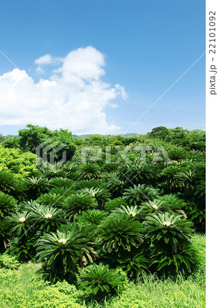 奄美大島 アヤマル岬のソテツ群生地 奄美大島 アヤマル岬のソテツ群生地 22101092