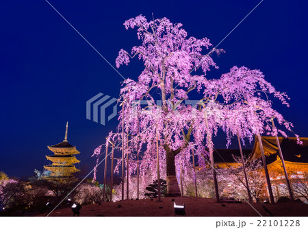 京都 東寺 枝垂桜 夜景 京都 東寺 枝垂桜 夜景 22101228