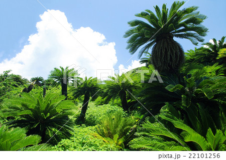 奄美大島のソテツ群生地 奄美大島のソテツ群生地 22101256