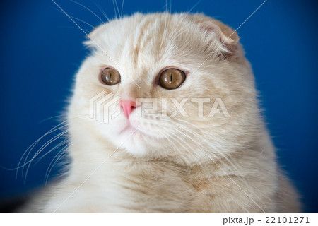 Portrait of Scottish Fold 5 months of age Portrait of Scottish Fold 5 months of age 22101271