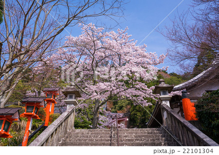 京都 鞍馬寺 桜の写真素材