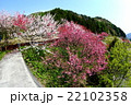 花桃　阿智村 22102358