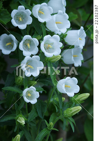 釣鐘草 別名カンパニュラ 花言葉は 感謝の心 の写真素材 22102387 Pixta