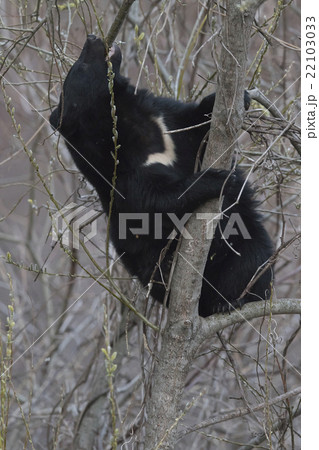 樹上のツキノワグマ 樹上のツキノワグマ 22103033