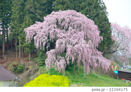 合戦場のしだれ桜～2016春 22104175