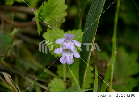 カキドオシ・垣通しの花 カキドオシ・垣通しの花 22104290