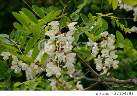 ハリエンジュ・針槐の花 22104293