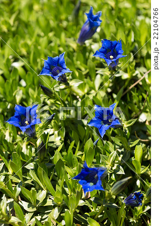 Trumpet gentiana blue spring flower in garden Trumpet gentiana blue spring flower in garden 22104766