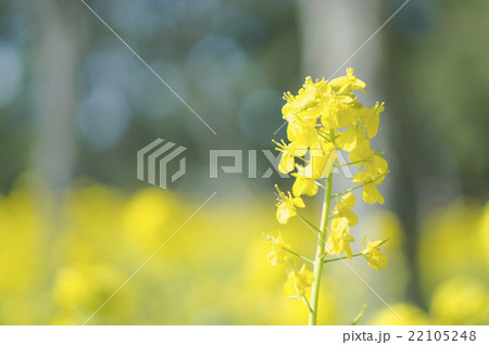 菜の花畑 菜の花畑 22105248