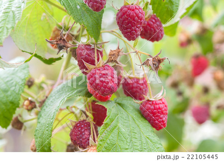 ripe raspberry ripe raspberry 22105445