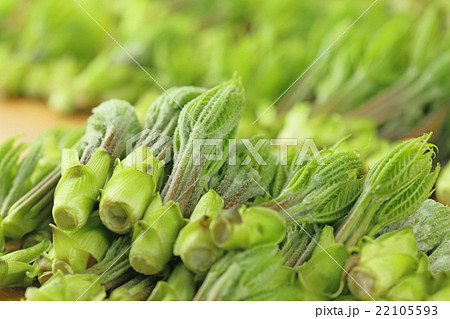 コシアブラの収穫 22105593