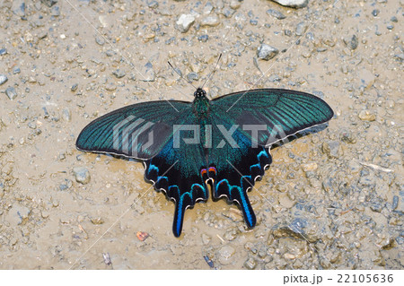 吸水中のカラスアゲハ 22105636