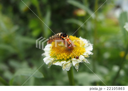 タイワンキドクガの幼虫 タイワンキドクガの幼虫 22105863