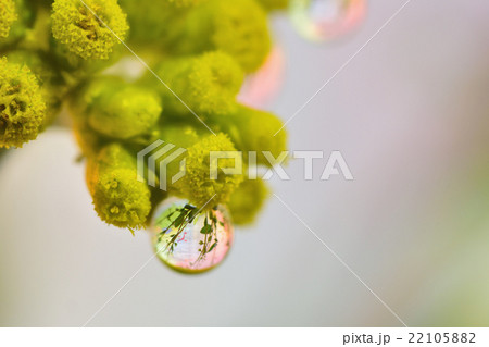 水滴写真　ハハコグサ 22105882