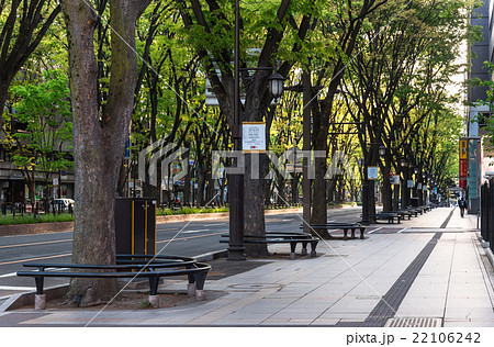 仙台　朝日を浴びる定禅寺通 22106242