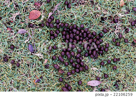Feces of deer on the grass. 22106259