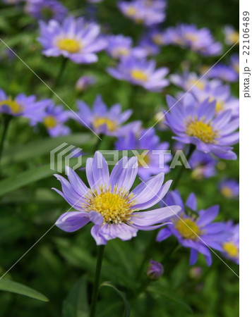 ミヤコワスレ：都忘れ 22106489