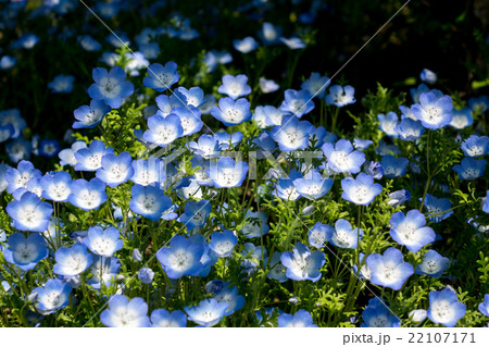 ネモフィラ・インシグニスブルー 22107171