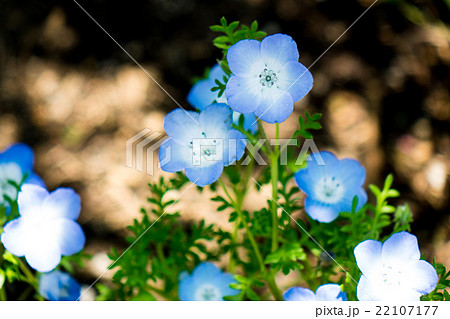ネモフィラ・インシグニスブルー 22107177