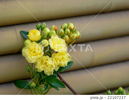 木香薔薇 22107237