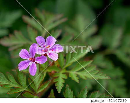 ヒメフウロ 22107250