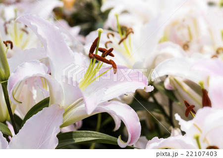 ゆり スカシユリ 透百合 22107403