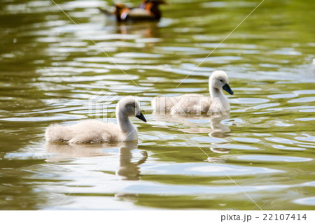 水の上を進む白鳥の子供たちの写真素材