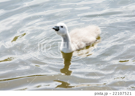 水の上を進む白鳥の子供の写真素材