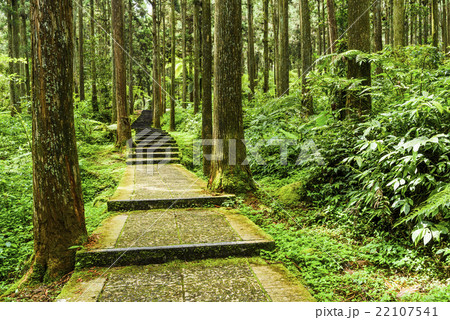 林 森 樹林 22107541