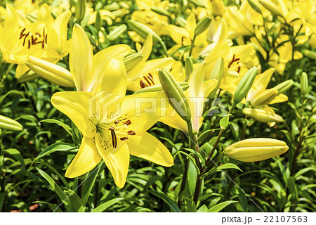 ゆり スカシユリ 透百合 22107563