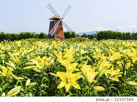 ゆり スカシユリ 透百合 22107564