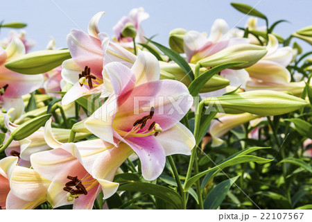 ゆり スカシユリ 透百合 22107567