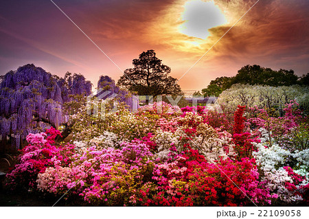 藤と花畑と夕景の幻想的な景色の写真素材