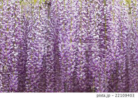 九尺ふじ 22109403