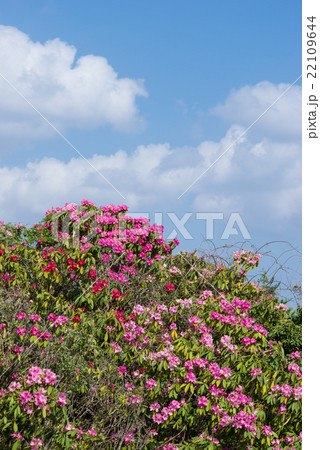 石楠花の花畑 22109644