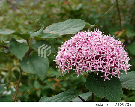 ボタンクサギ 22109705