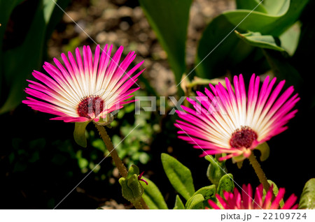 リビングストンデージー 22109724