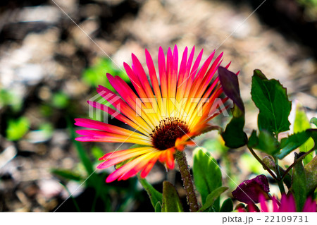 リビングストンデージー 22109731