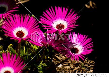 リビングストンデージー 22109732